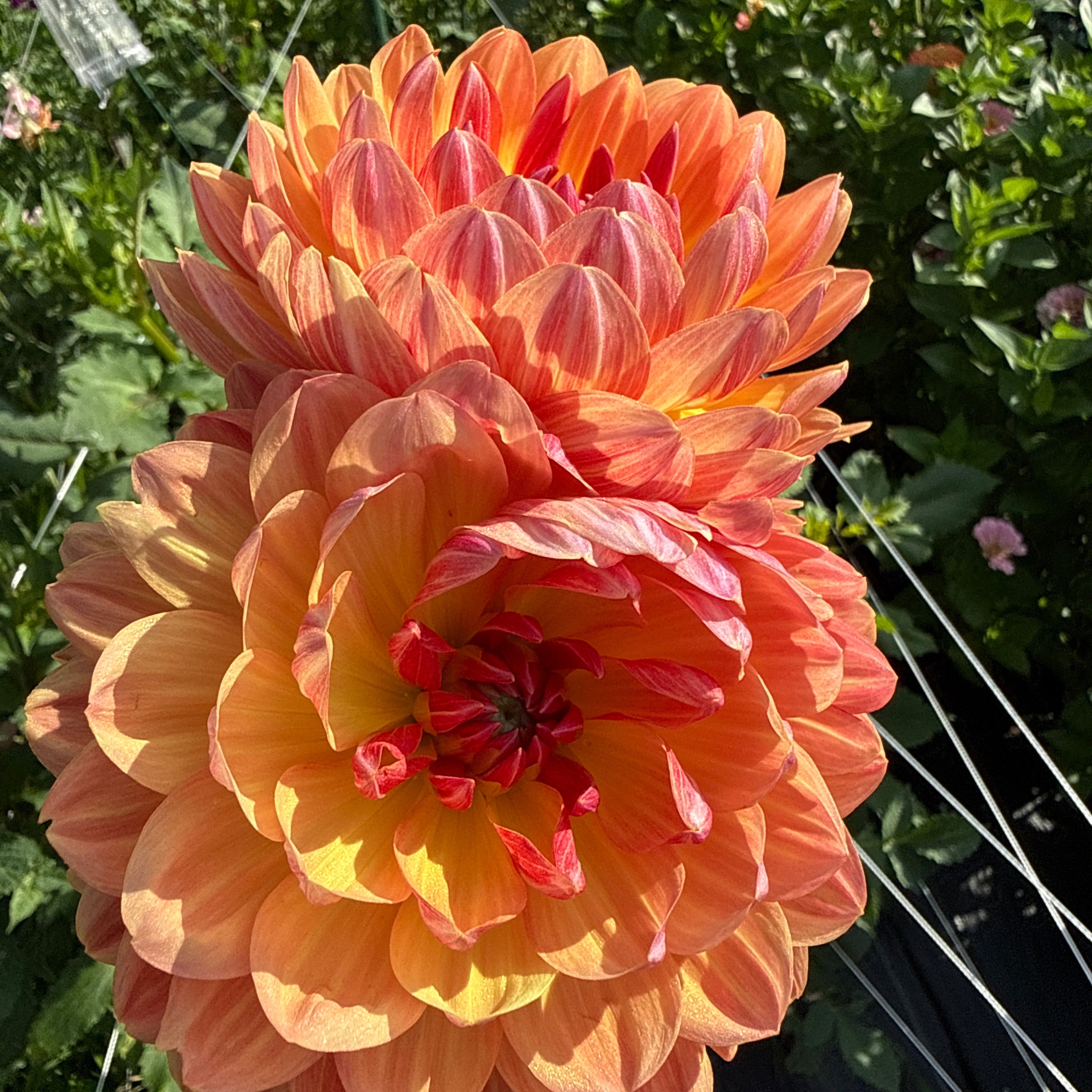 Sandia Marmalade