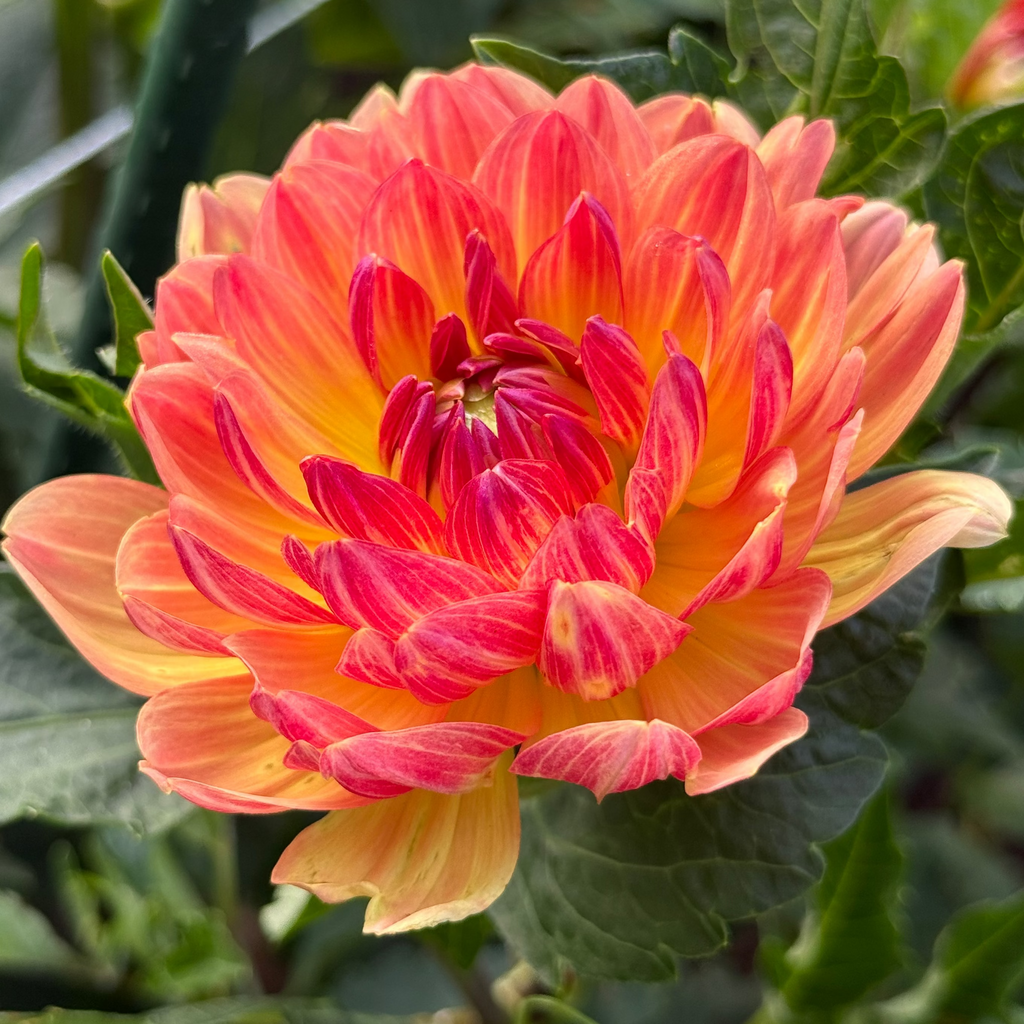 Sandia Marmalade
