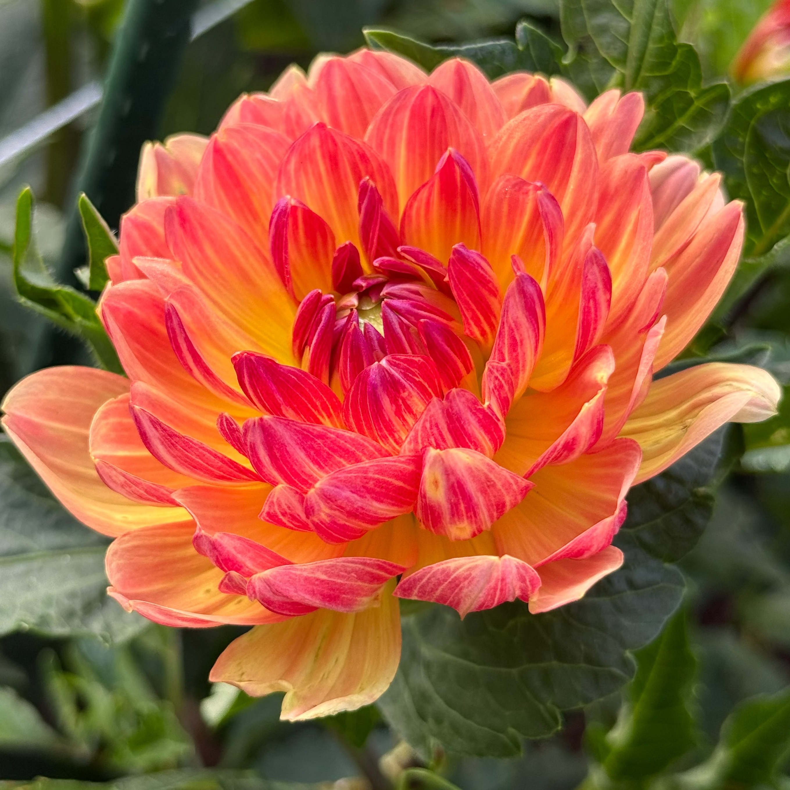 Sandia Marmalade