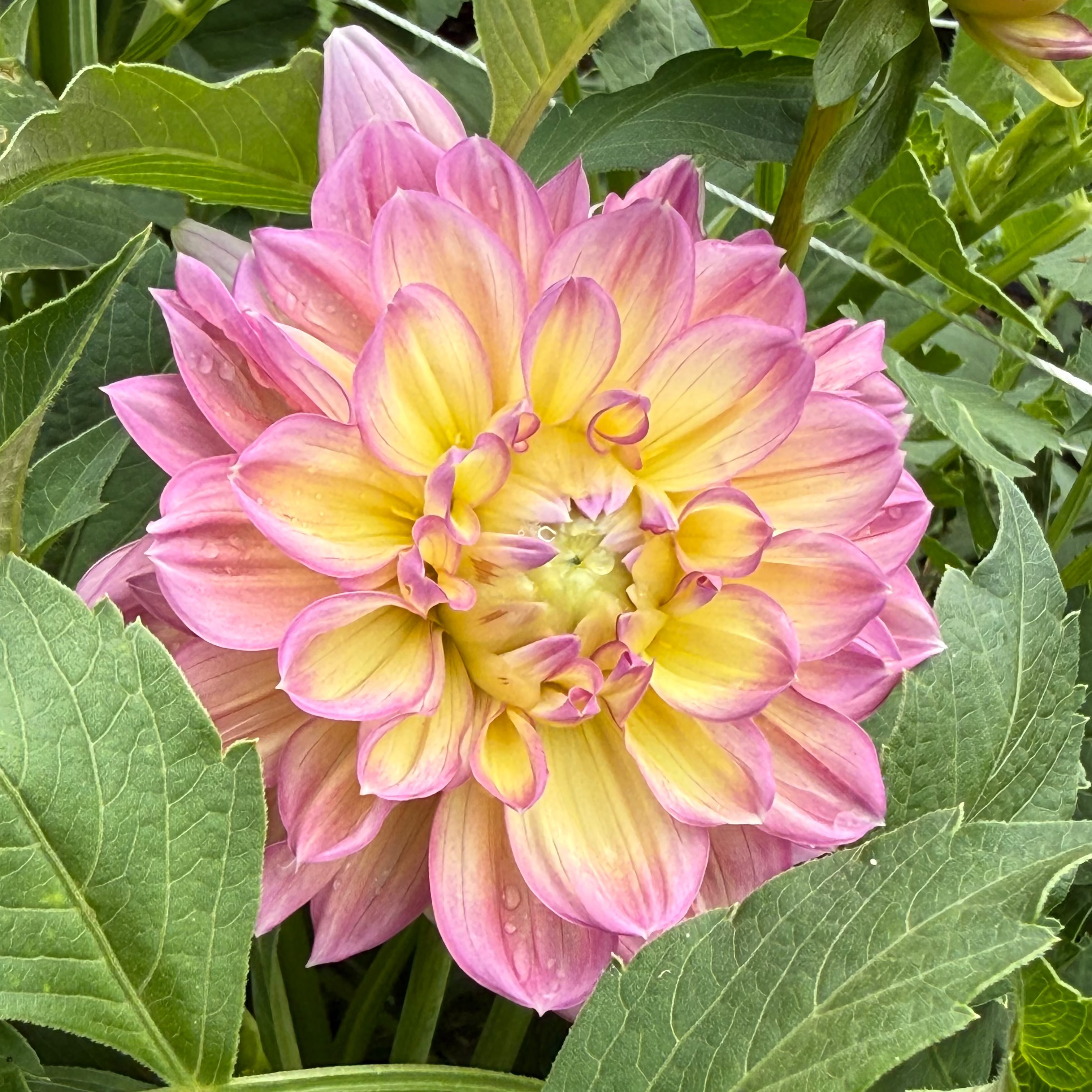 Everbloom One Song