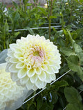 Cream Diane