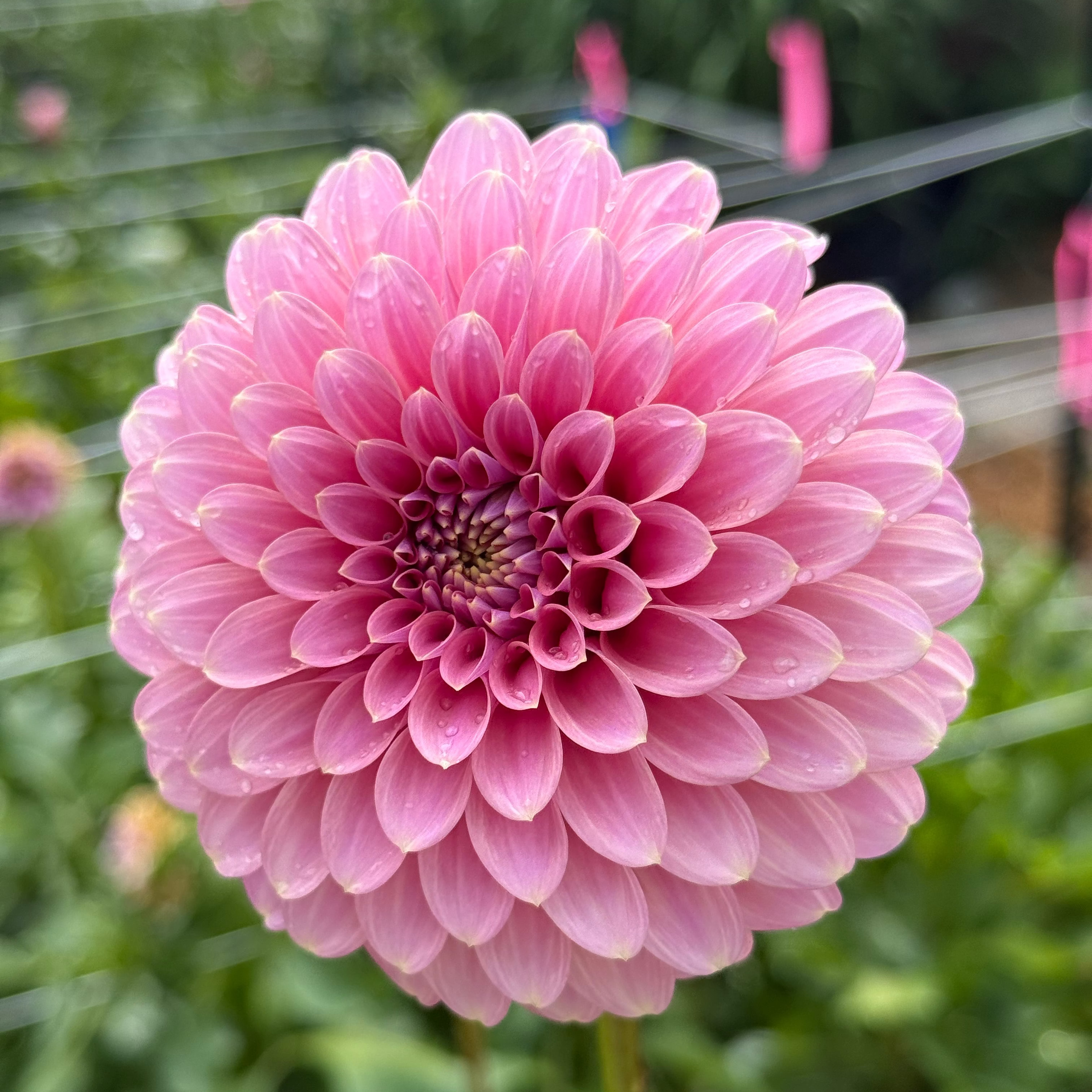 Florelie Oracle
