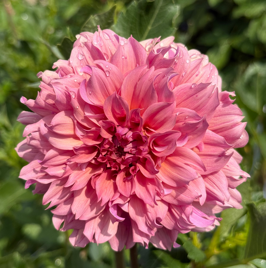 Lileah Saffron Petticoat