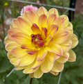 Hollyhill Golden Glow