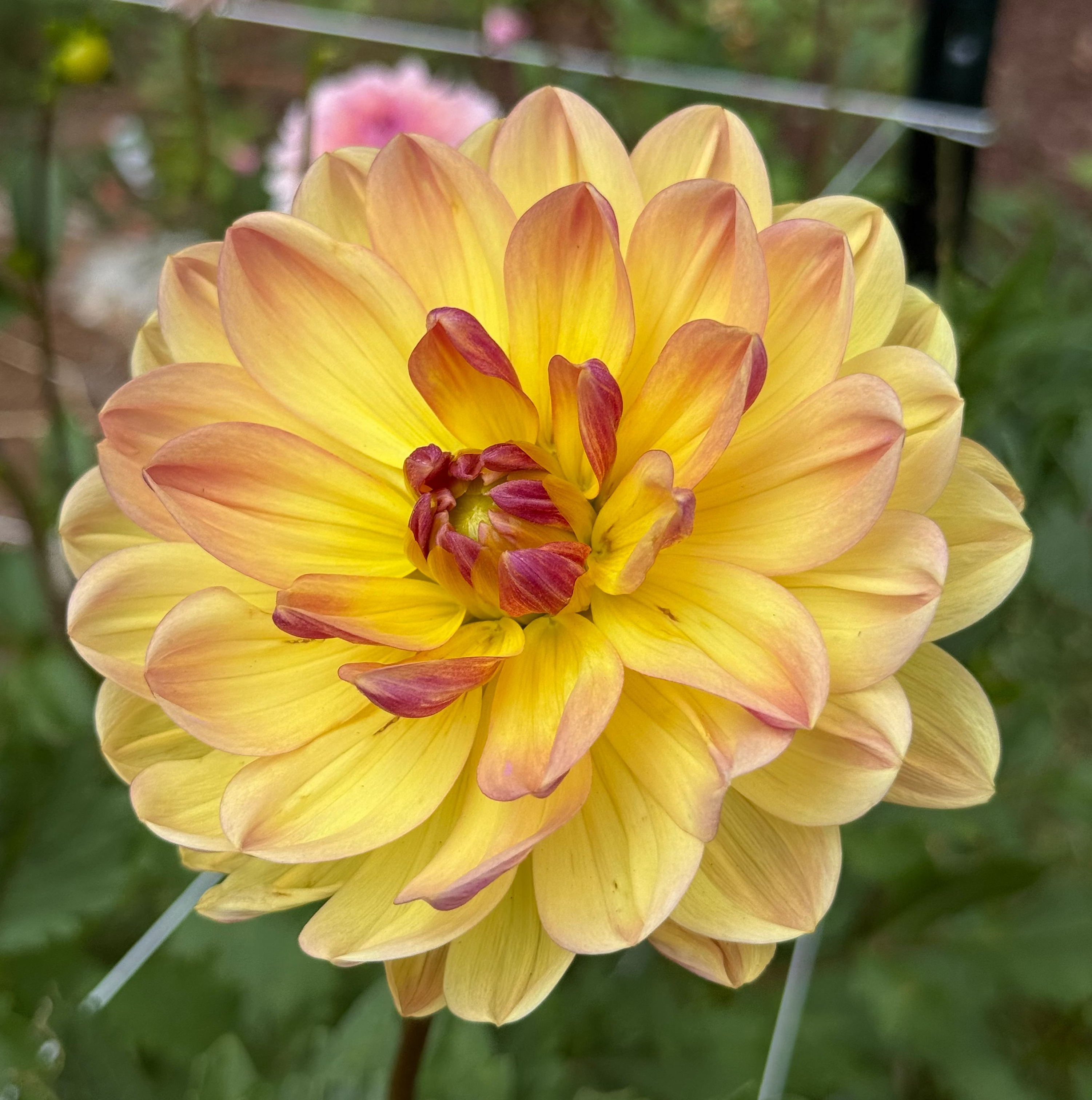 Hollyhill Golden Glow