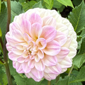 Everbloom Lakshimi