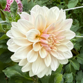 Florelie Antique