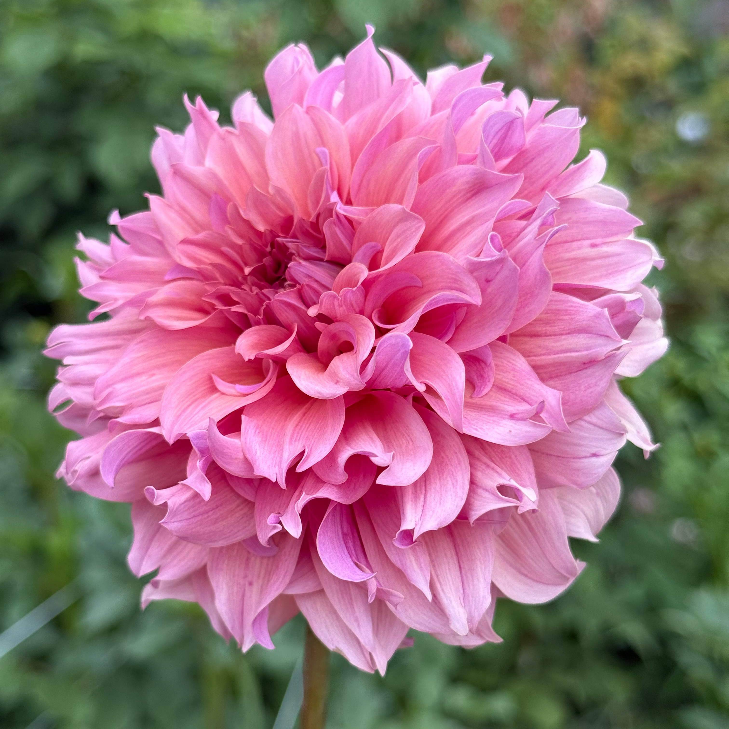 Lileah Saffron Petticoat