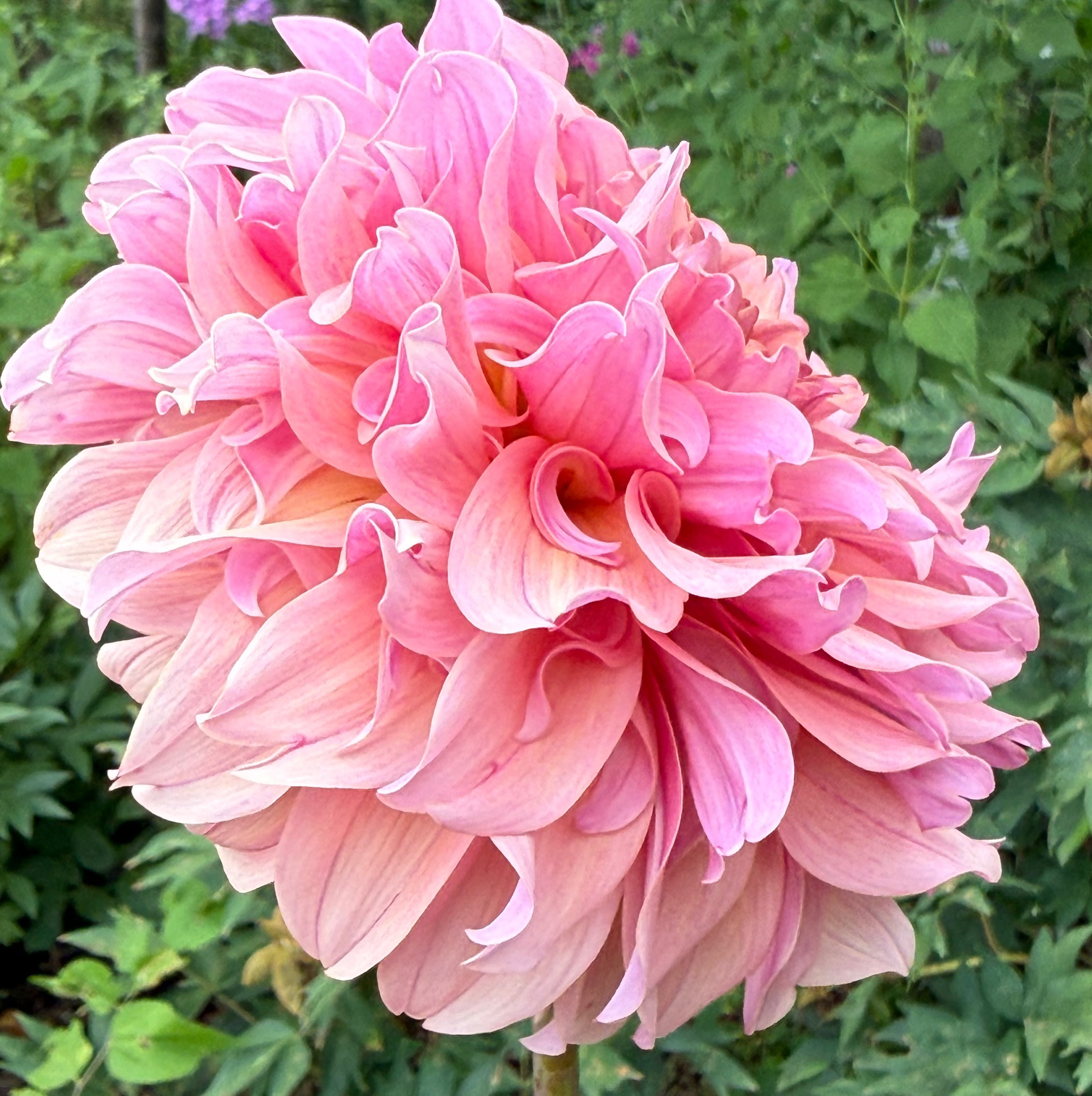 Lileah Saffron Petticoat