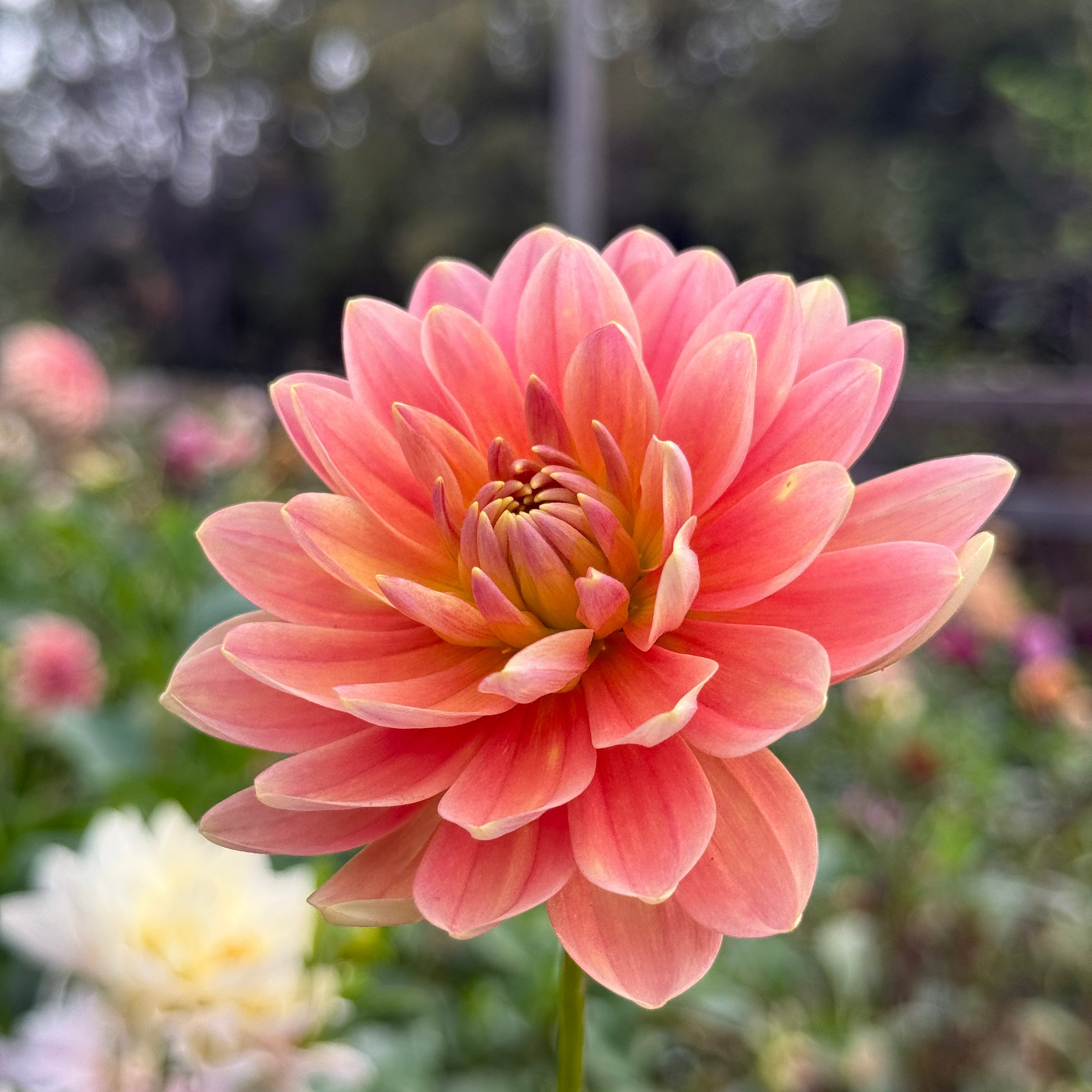 RFF Apricot Peach