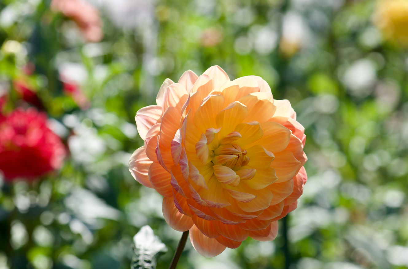 Rosecrest Flower Farm